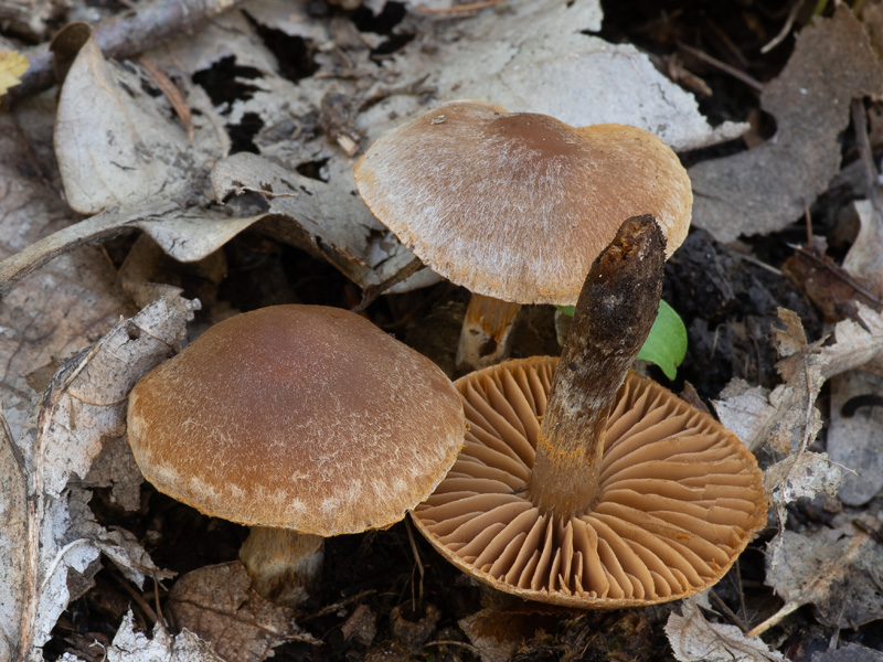 Cortinarius epipurrus Cortinarius epipurrus